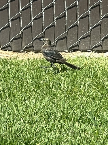 Great-tailed Grackle