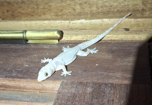 Tropical House Gecko