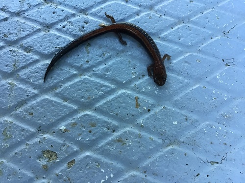 Eastern Red-backed Salamander