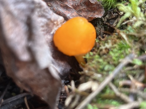 orange gilled waxcap