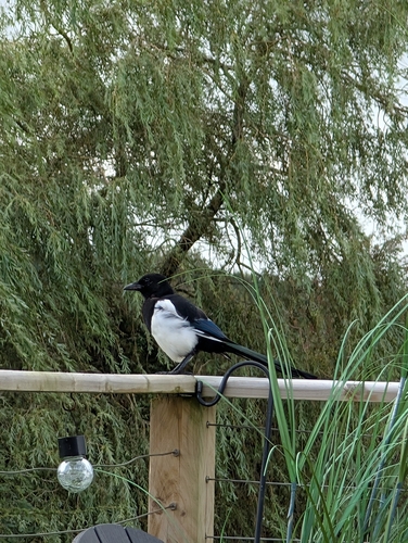 Eurasian Magpie