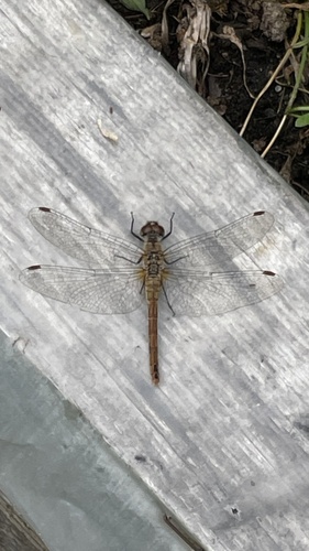 Ruddy Darter