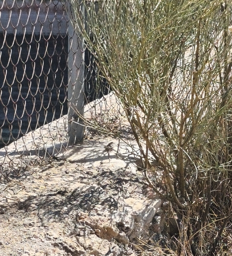 Spiny-footed Lizard