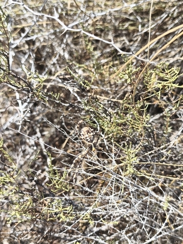 Lobed Argiope