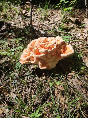 White-pored Chicken of the Woods