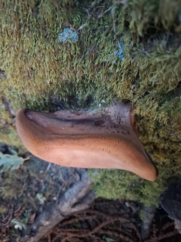 Beefsteak Polypore