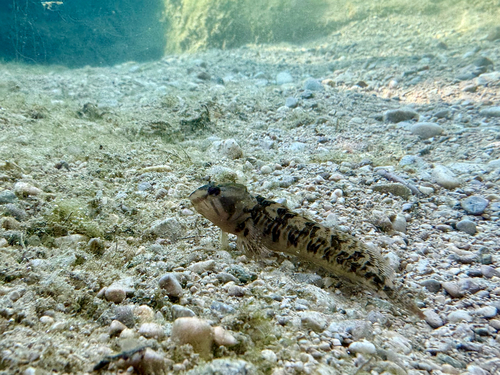 Freshwater Blenny