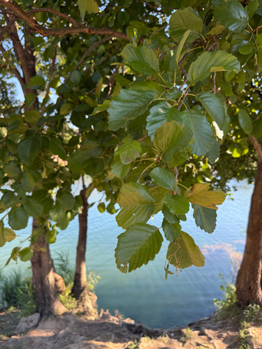common alder
