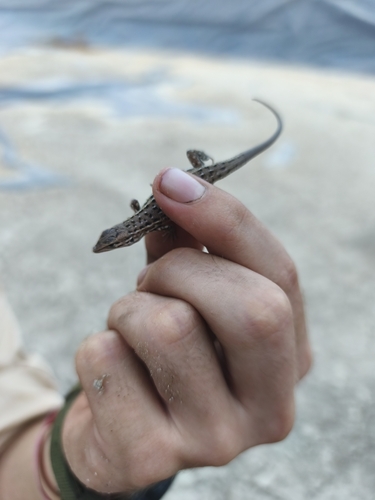 East Iberian Psammodromus