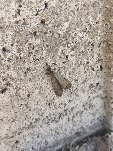 Distoleon annulatus