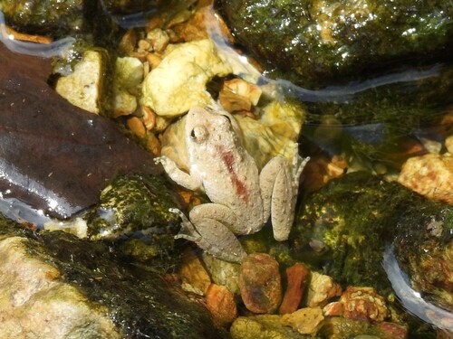Blanchard's Cricket Frog