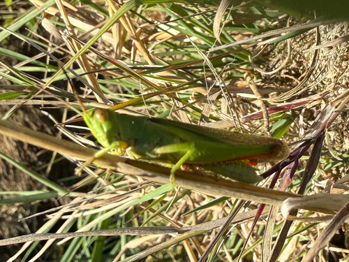 Tricolor Grasshopper