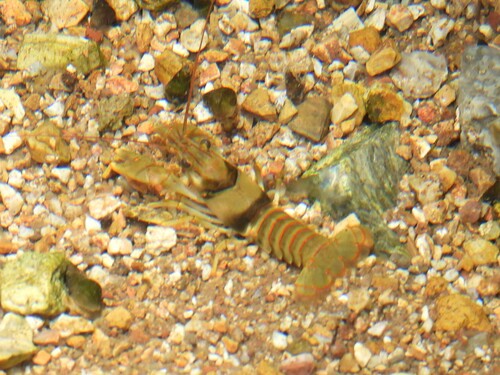 Golden Crayfish