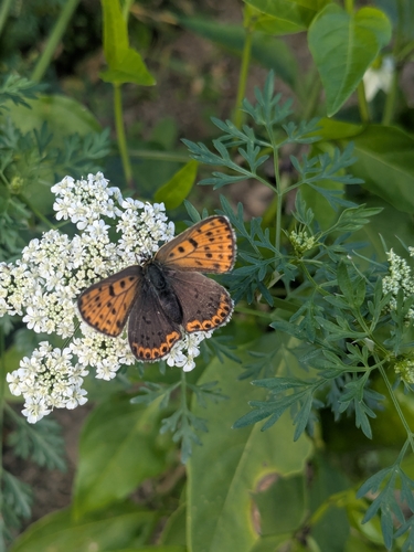 Sooty Copper