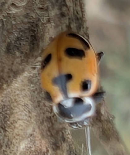 Parenthesis Lady Beetle