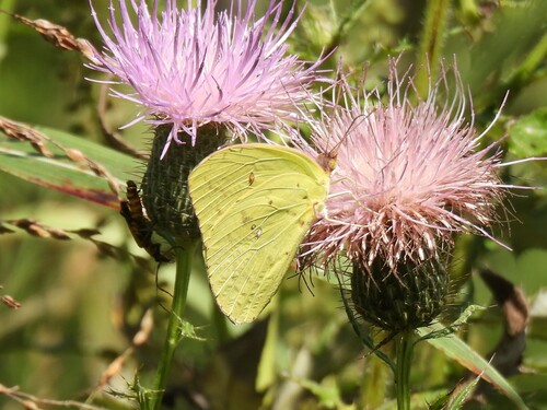 Cloudless Sulphur