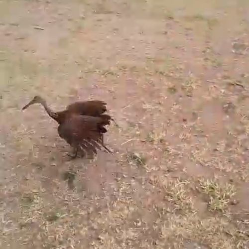 Limpkin