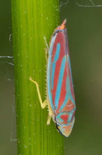 Red-banded Leafhopper