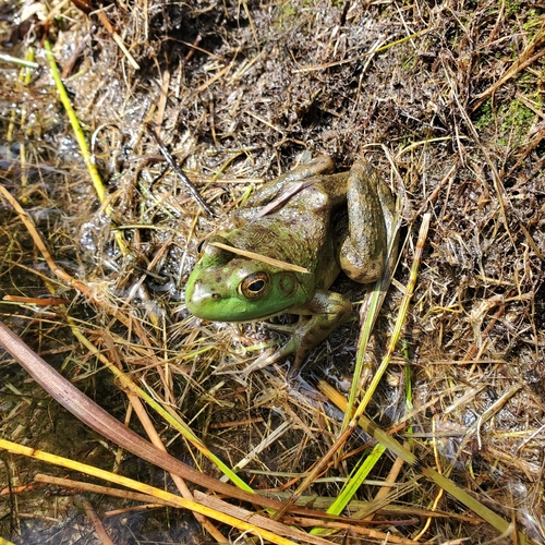 American Bullfrog