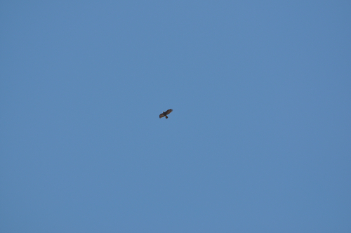Golden Eagle
