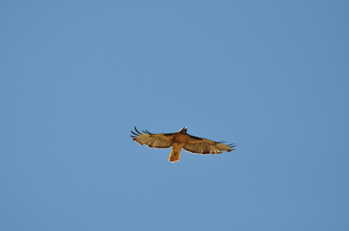 Red-tailed Hawk