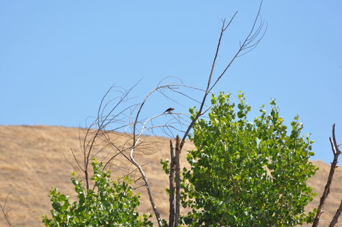 American Kestrel
