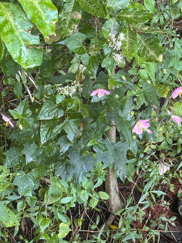 Saltmarsh mallow