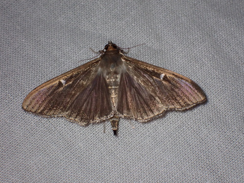 Box Tree Moth