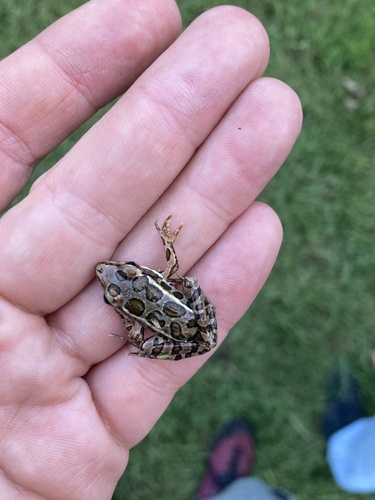 Pickerel Frog