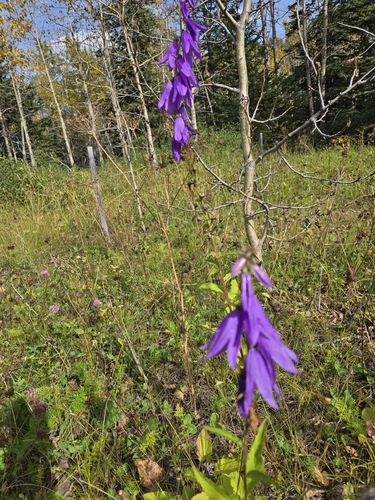 Creeping Bellflower