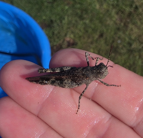 Southwestern Dusky Grasshopper