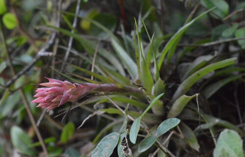 Tillandsia geminiflora