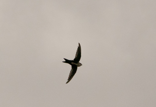 White-throated Swift