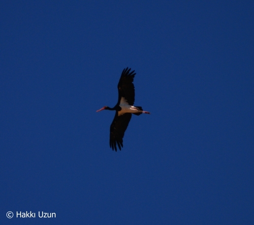 Black Stork