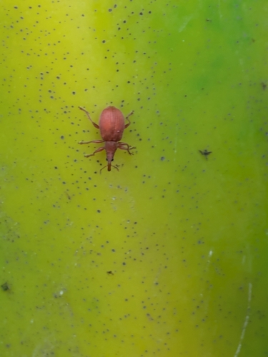Apion frumentarium
