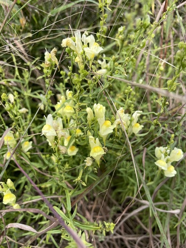 common toadflax