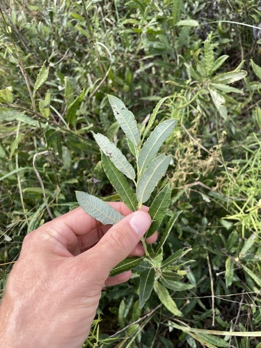 Prairie Willow
