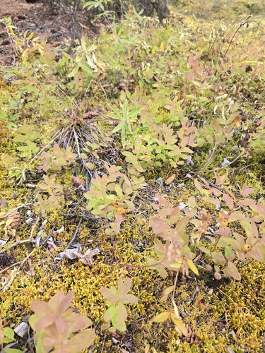 Northern Comandra