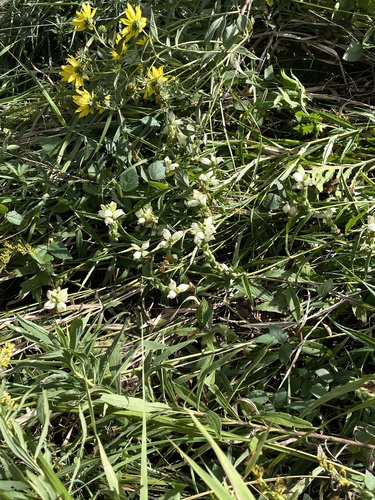 white turtlehead