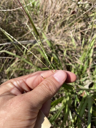Thin Paspalum