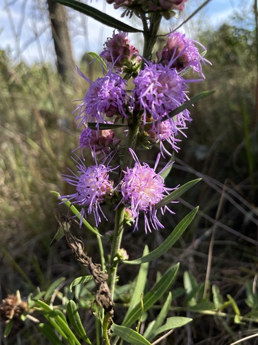 rough blazing star