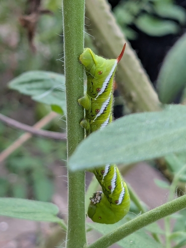 Carolina Sphinx