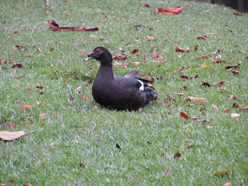 Muscovy Duck
