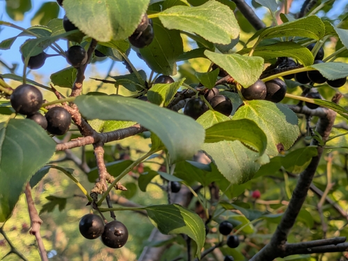 common buckthorn