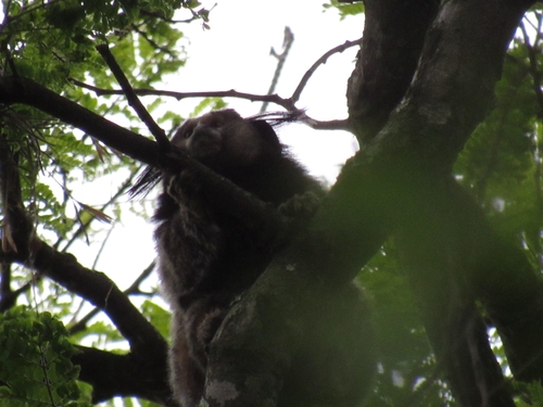 Black-tufted-ear Marmoset