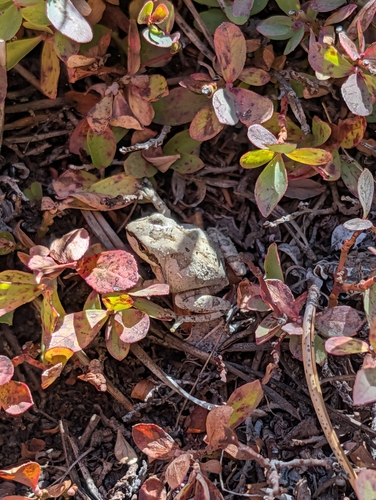 iNaturalist observation photo of Pacific chorus frog
