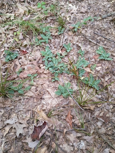 downy rattlesnake plantain