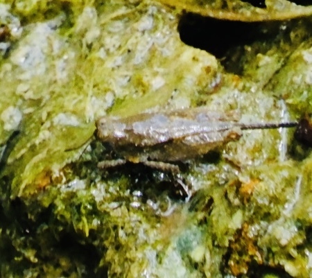 Aztec Pygmy Grasshopper