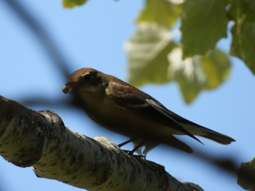 European Pied Flycatcher