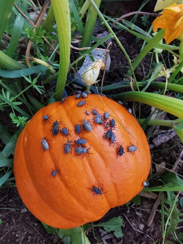 Squash Bug